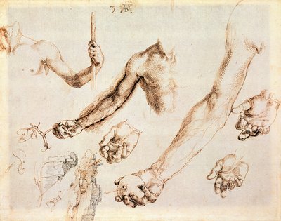 Étude de mains et bras masculins - Albrecht Dürer